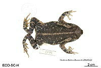 ME006 herp SCLC 0007 Incilius marmoreus - (Wiegmann, 1833).jpg