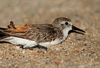 MGaves 1418 Calidris mauri.jpg