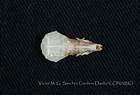 VMS-CD0321 Cryptotis peregrina.JPG