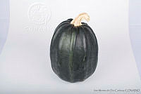 IMDOC2956 Cucurbita pepo.jpg