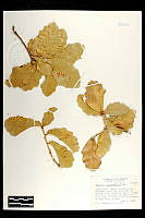 102075 Quercus chihuahuensis.jpg