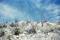 1353 Fouquieria splendens.jpg