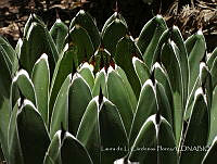 LCF0166 Agave victoriae-reginae.jpg