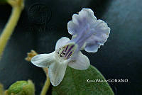 ME010 KV 00993 Vitex mollis Kunth, 1818.JPG