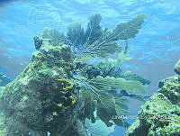 NE018 0212 Gorgonia flabellum.jpg