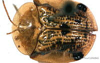 SLP052 Helocassis crucipennis.jpg
