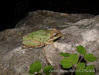 AMA0121 Smilisca baudinii.jpg