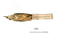 ME006 Aves 0668 Seiurus motacilla.jpg