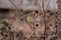 ZAPF0196 Icterus spurius.jpg