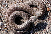 JLEDE004-15 Hypsiglena torquata.jpg