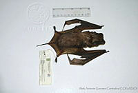 AAGC0054 Eumops perotis.jpg