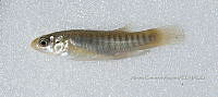 HE009 P 0115 Fundulus sp.jpg