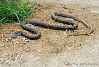 VHL0265 Masticophis flagellum.jpg