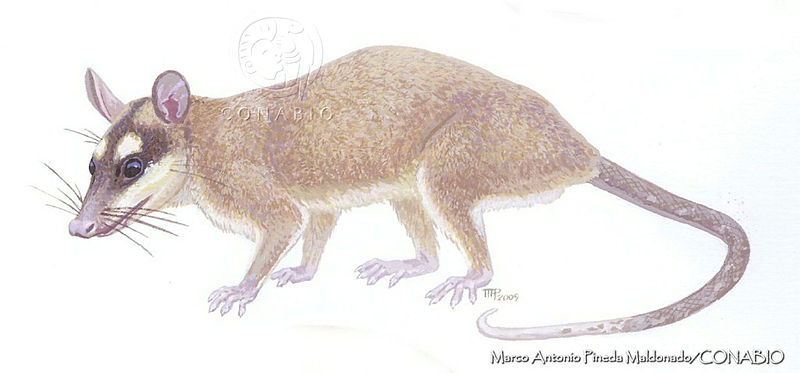 MAPM1053%20Metachirus%20nudicaudatus.jpg.qye5 az MTFPsSdhQA3g0JtbmFja29CbnFuZ3NAbXJ6LGtwZwA.0ByTbEwM8c