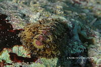 NE018 0256 Acanthochitona hemphilli.jpg