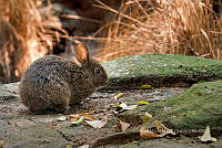 ADMO 0002 Romerolagus diazi.jpg
