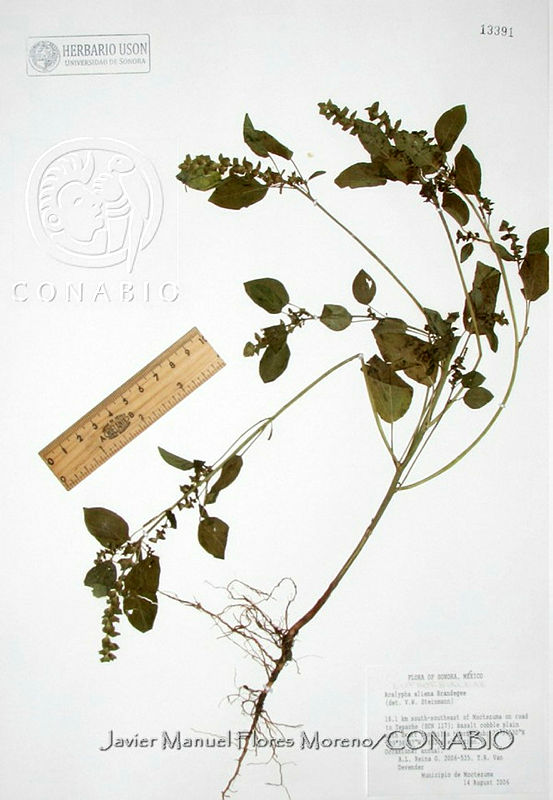 JMFM382%20Acalypha%20aliena.JPG.rif5gb31MeED1XVhQA3g0JtbmFja29CbnFuZ3NAbXJ6LGtwZwA.gS DwBHNZS