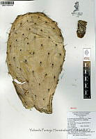 YPH2316 Opuntia hyptiacantha.jpg