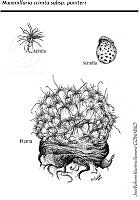 JMRM0034 Mammillaria crinita ssp. painteri.jpg