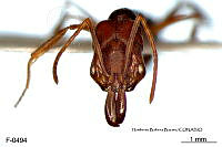 ME006 Hormi 0288 Odontomachus brunneus.jpg