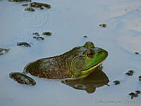 CGL1362 Lithobates catesbeianus.jpg