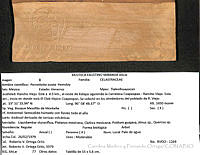 CMyFO 00992 Perrottetia ovata.JPG