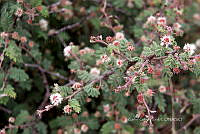 CGL5398 Mimosa aculeaticarpa.jpg