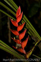 MASM03513 Heliconia sp..jpg