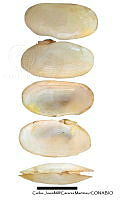KT014 0374 Tagelus peruanus.JPG