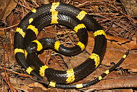 ECA0333 Tropidodipsas sartorii ssp. sartorii.jpg