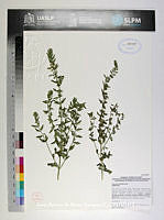 JAdNV0411 Teucrium cubense.JPG