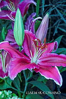 3R 01361 Mercado de Flores Xochimilco.jpg
