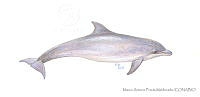 MAPM1287 Tursiops truncatus.jpg