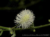 CGVM0752 Mimosa malacophylla.jpg
