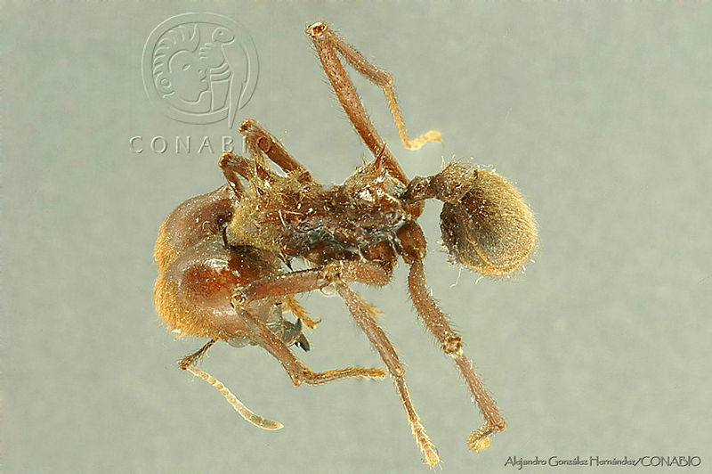 AGDE019 85%20Atta%20cephalotes.jpg.rSeG oH MVnF1f9hQA3g0JtbmFja29CbnFuZ3NAbXJ6LGtwZwA.fQmvM1ugx 