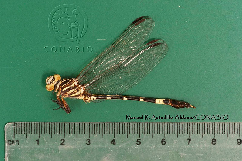 MRAA%200128%20Phyllogomphoides%20luisi.JPG.rSeI84r0MZVry9VhQA3g0JtbmFja29CbnFuZ3NAbXJ6LGtwZwA.j1xFu3X 8t