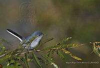 MASM07218 Polioptila caerulea.jpg
