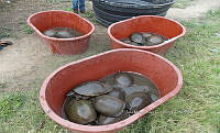 NE017 168 Dermatemys mawii.jpg
