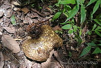 DK0734 Fungi.jpg