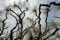 IMDOC 4774 Beaucarnea gracilis.jpg