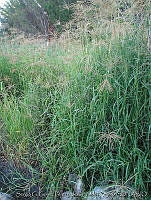 JVR0048 Chloris gayana.jpg