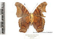 JF018 0087 Hypanartia dione disjuncta.jpg