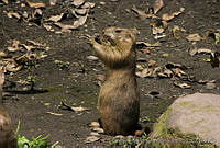 CEOV0183 Cynomys mexicanus.jpg