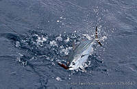 CNS1198 Euthynnus lineatus.jpg