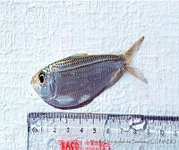 JMHS0018 Harengula jaguana.jpg