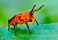 EARB005 Phiale mimica.jpg