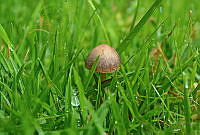 EITF01 Psilocybe sp..jpg