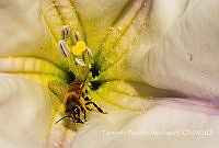 FBA001 Apis mellifera.jpg