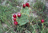 EHX0406 Opuntia dillenii.JPG