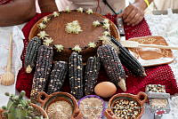 IMDOC 4727 Myrtillocactus geometrizans y Zea mays.jpg